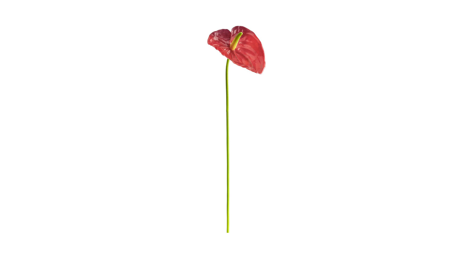 ANTHURIUM STEM