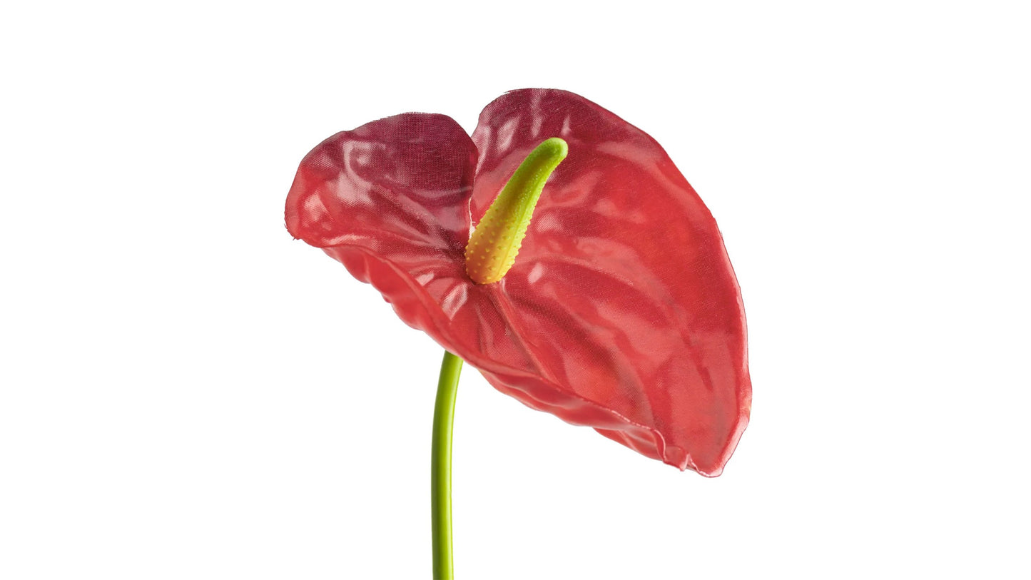 ANTHURIUM STEM