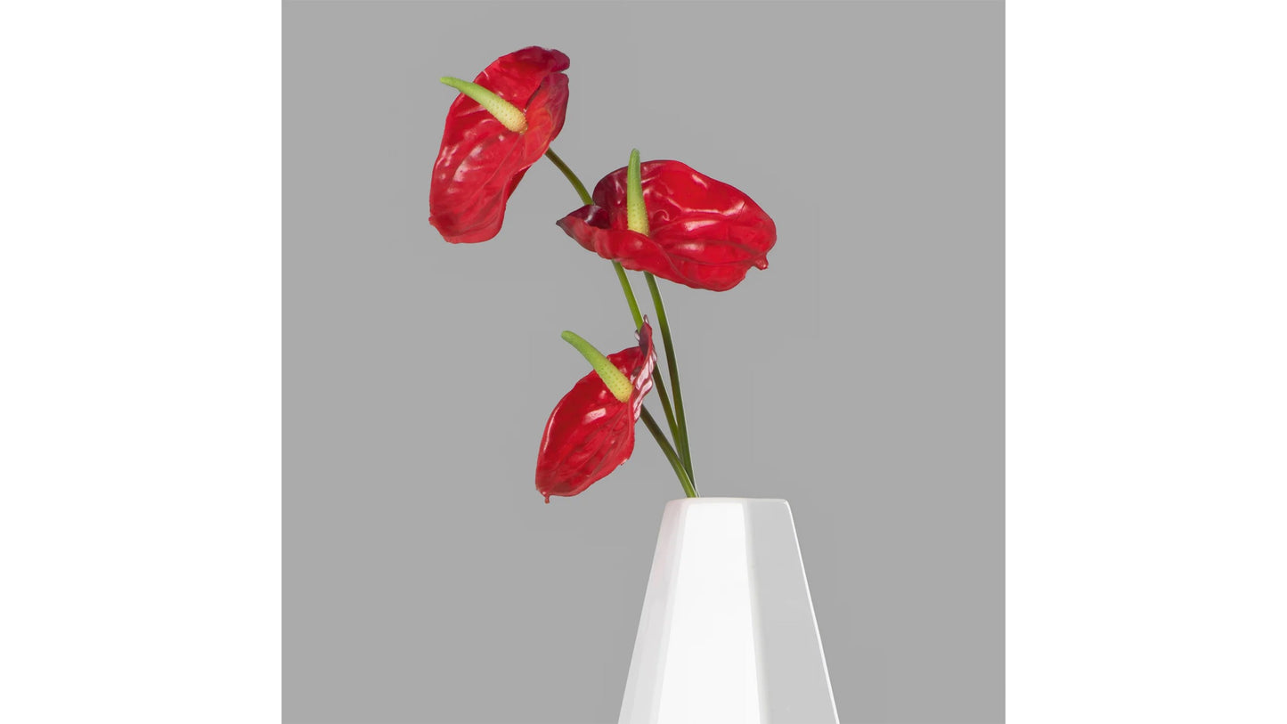 ANTHURIUM STEM