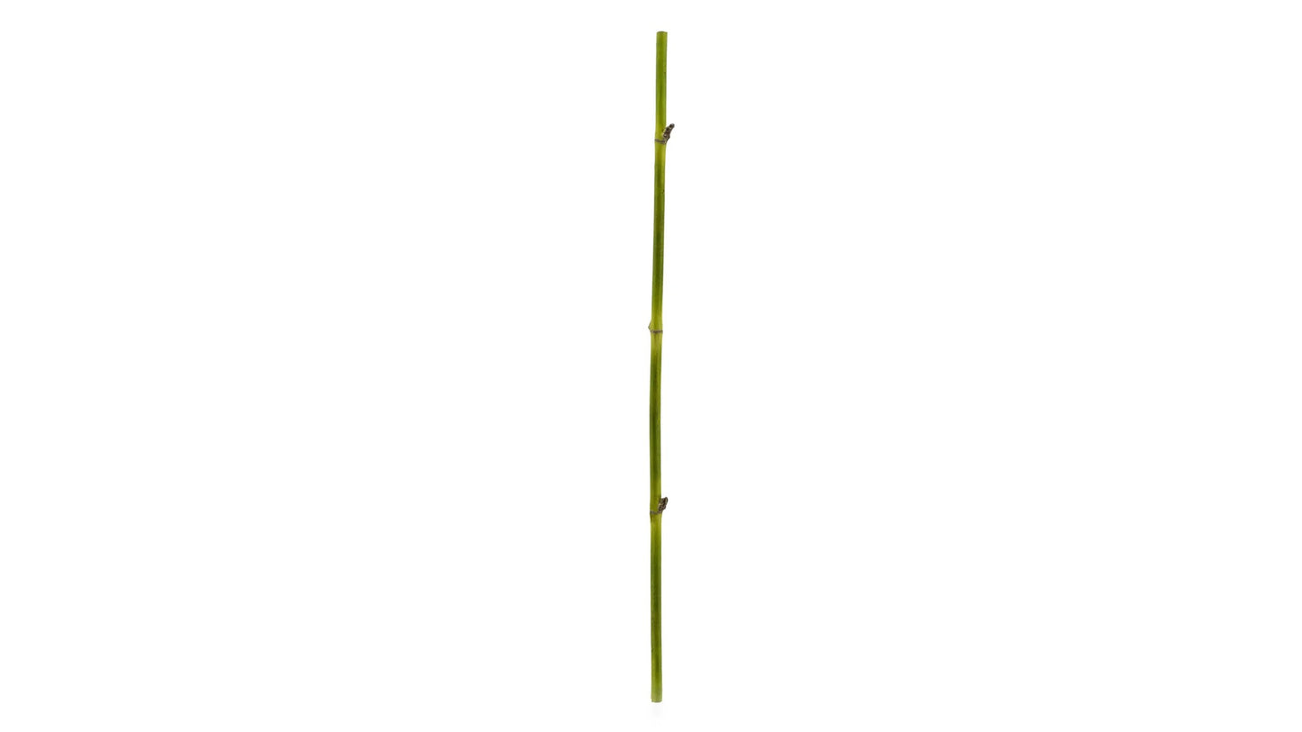 BAMBOO STRAIGHT STEM