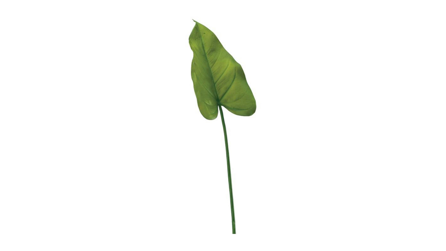 CALLA LILY LEAF STEM