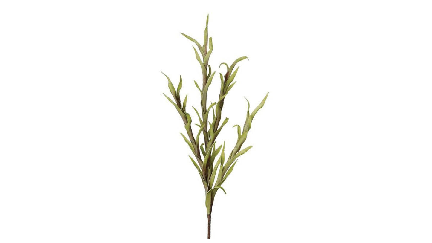 DESERT SPIKE GRASS