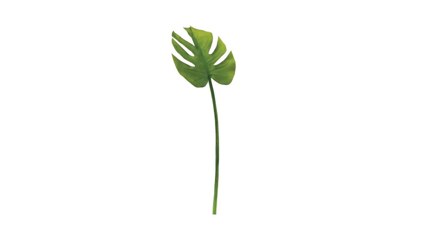 MONSTERA LEAF STEM