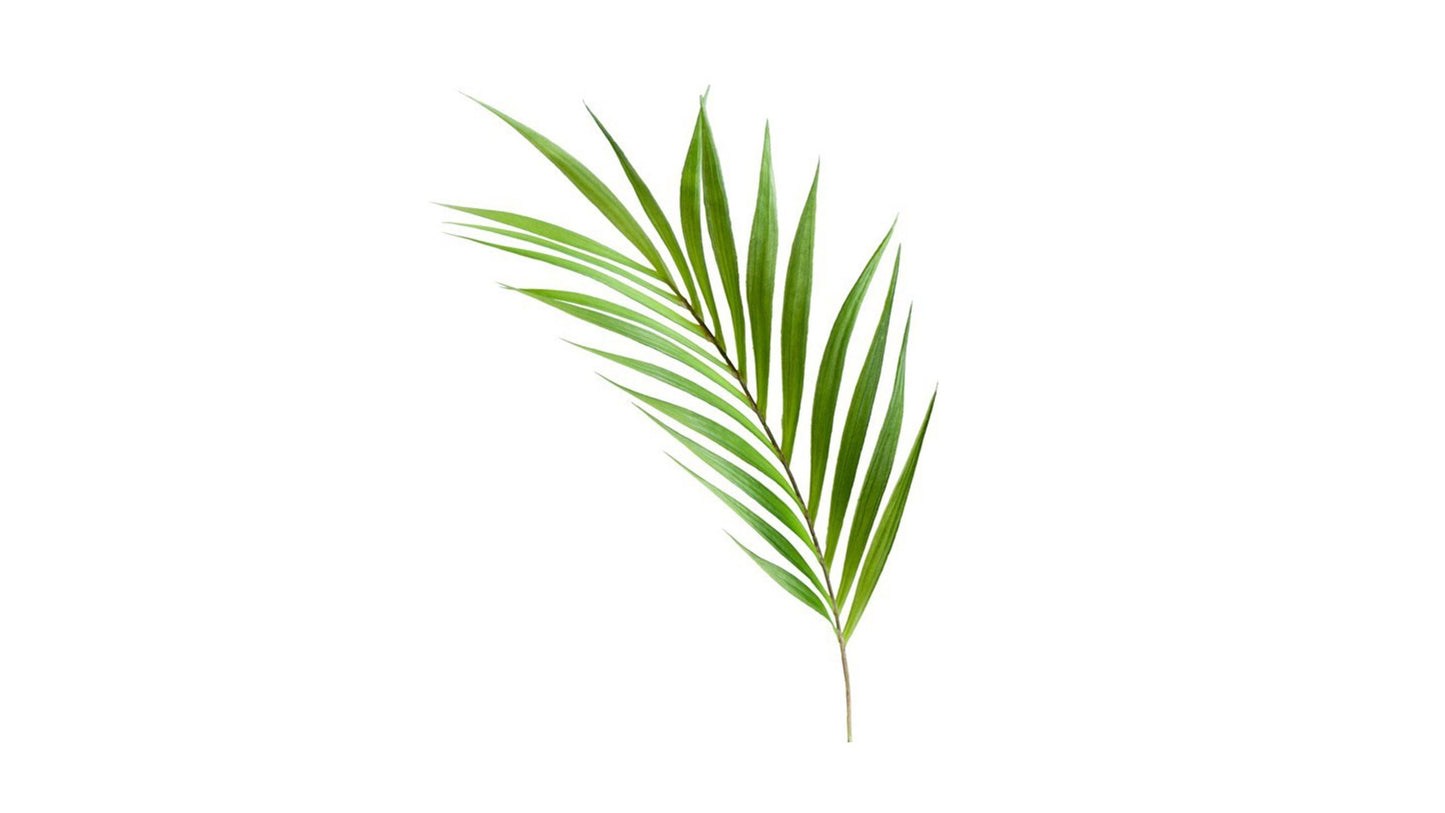 PALM LEAF STEM