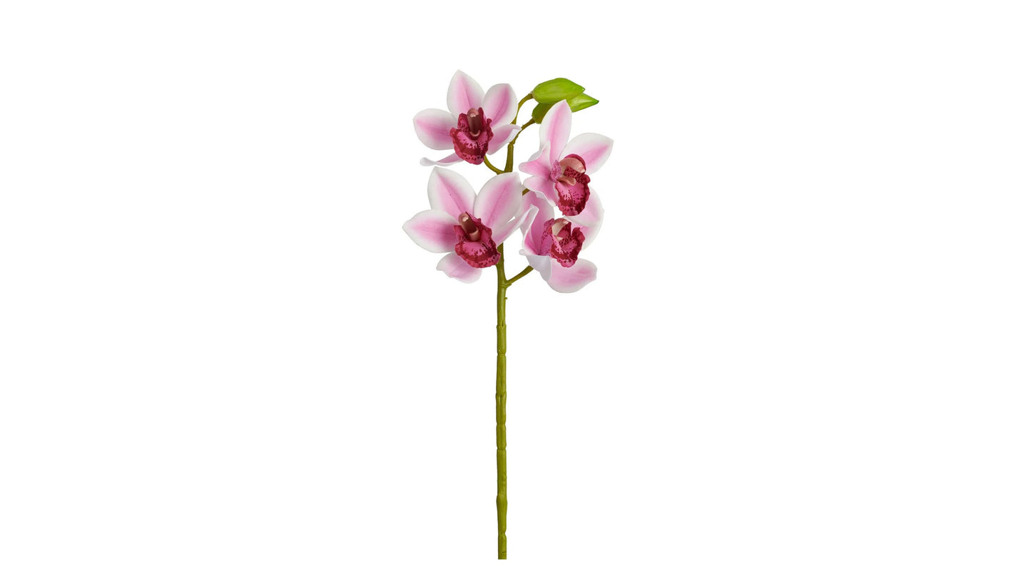 CYMBIDIUM ORCHID STEM