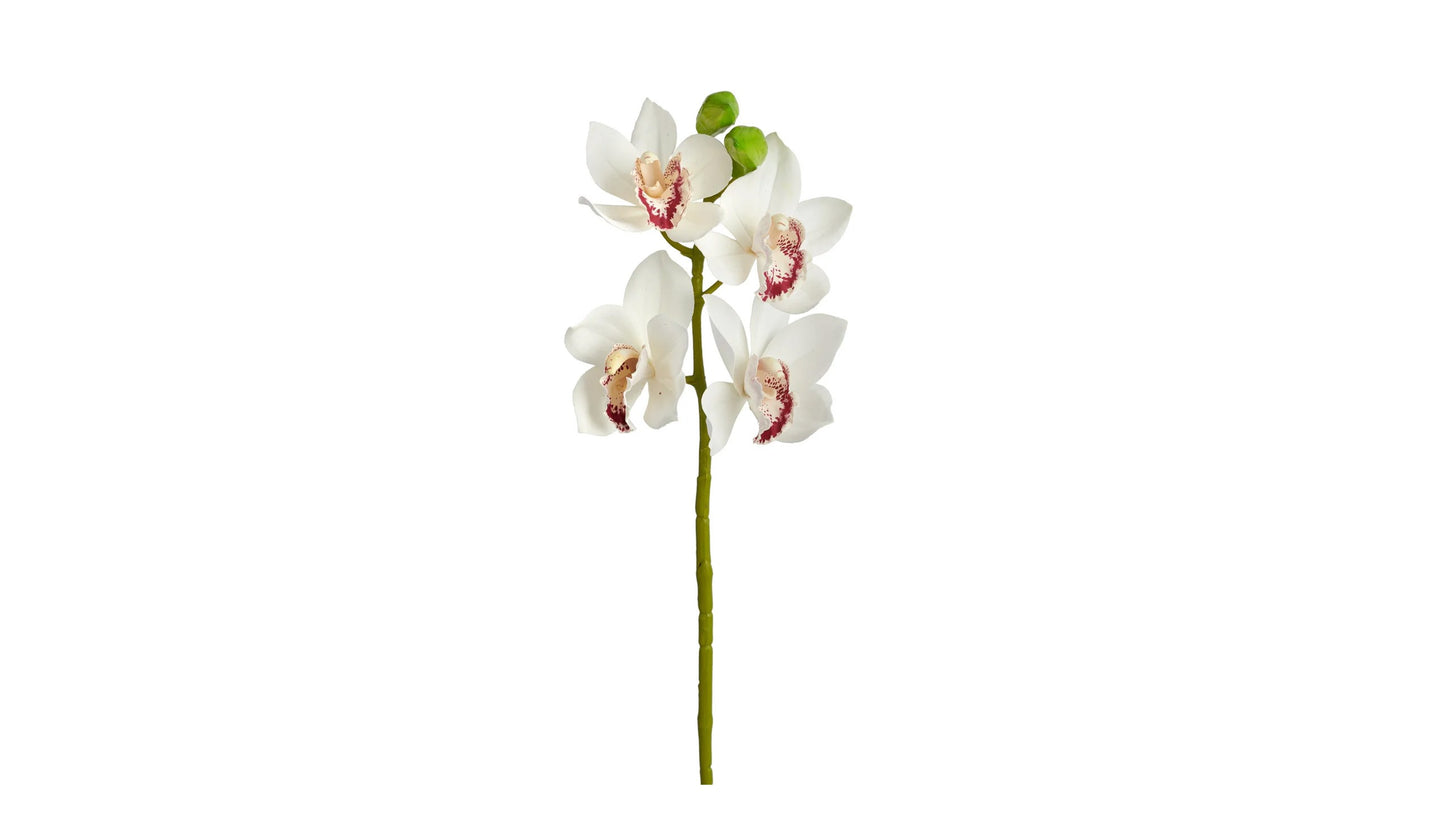 CYMBIDIUM ORCHID STEM