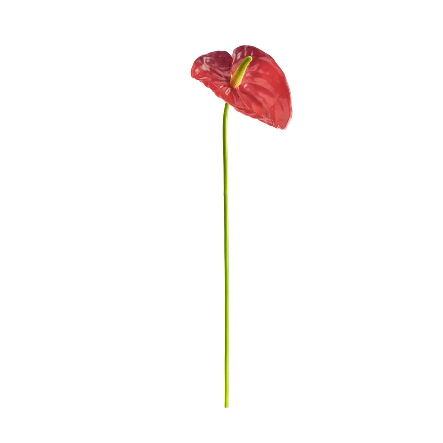 ANTHURIUM STEM