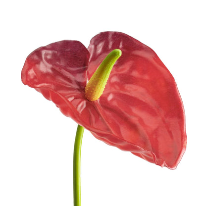 ANTHURIUM STEM