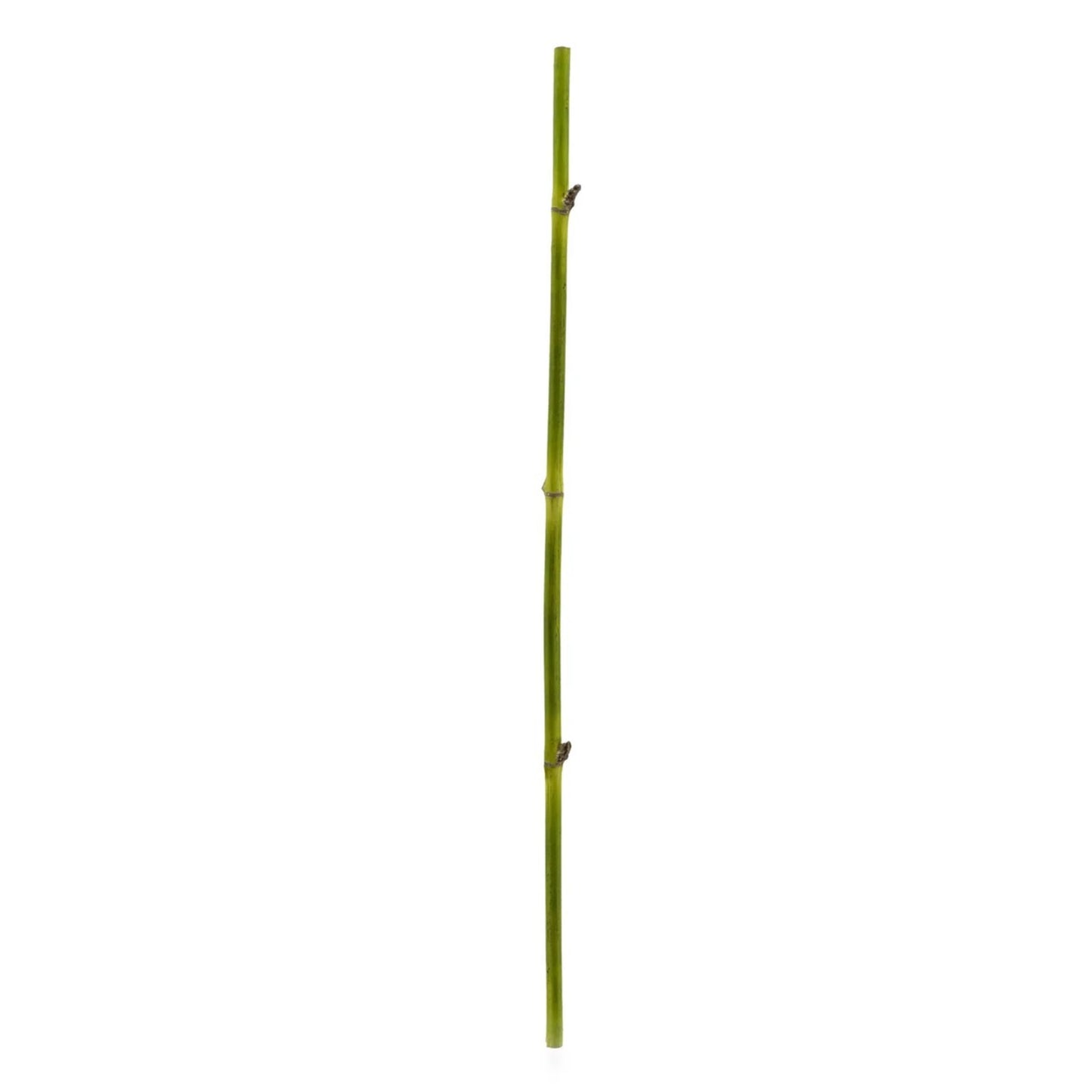BAMBOO STRAIGHT STEM