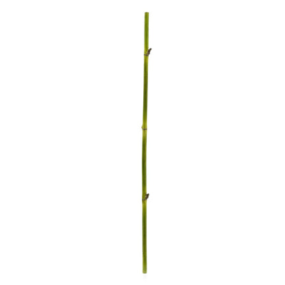 BAMBOO STRAIGHT STEM