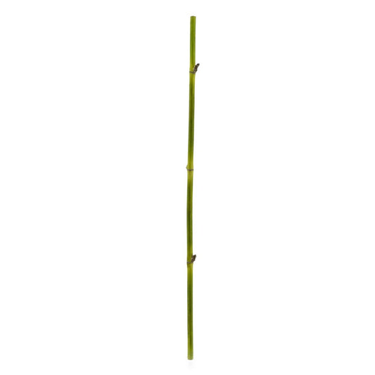 BAMBOO STRAIGHT STEM