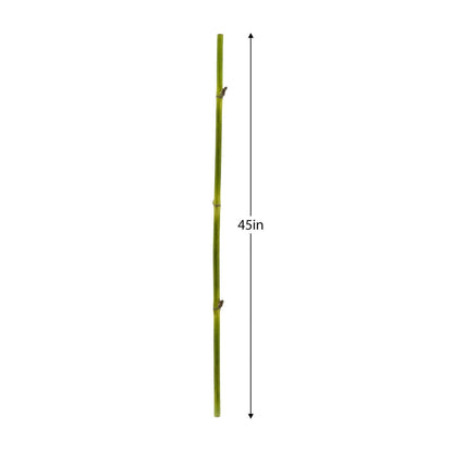 BAMBOO STRAIGHT STEM