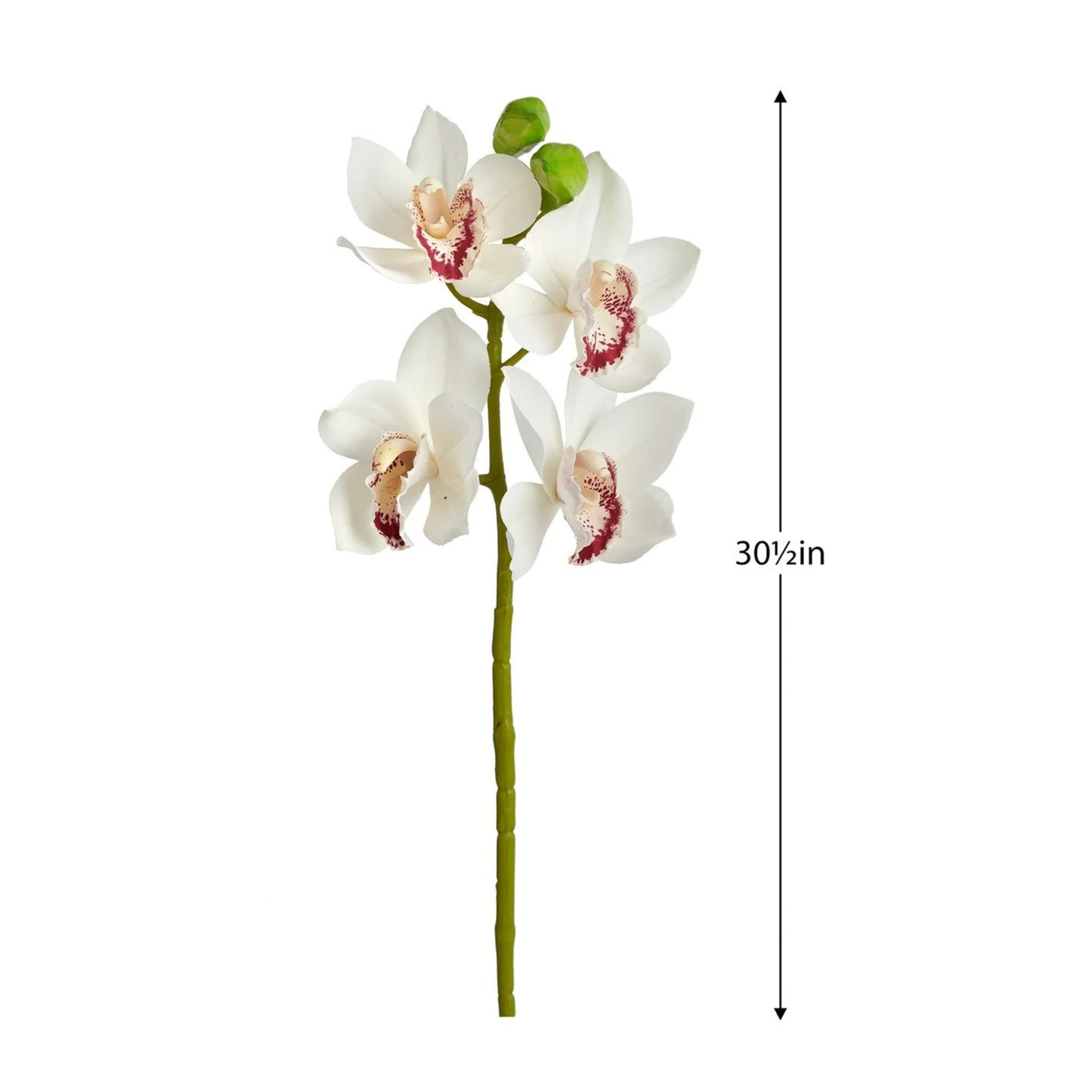 CYMBIDIUM ORCHID STEM