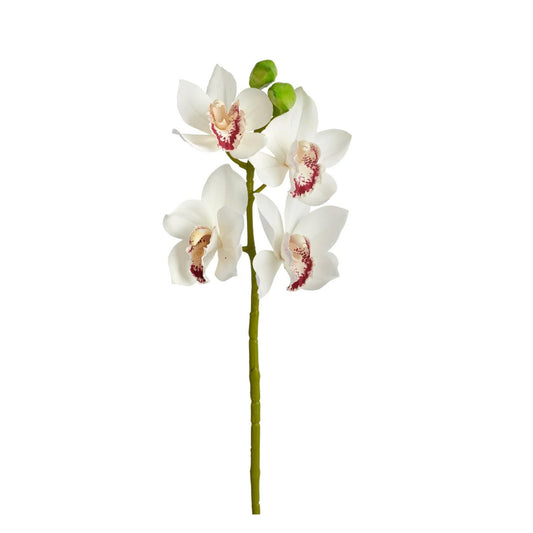CYMBIDIUM ORCHID STEM