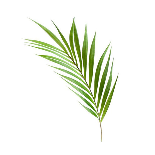 PALM LEAF STEM